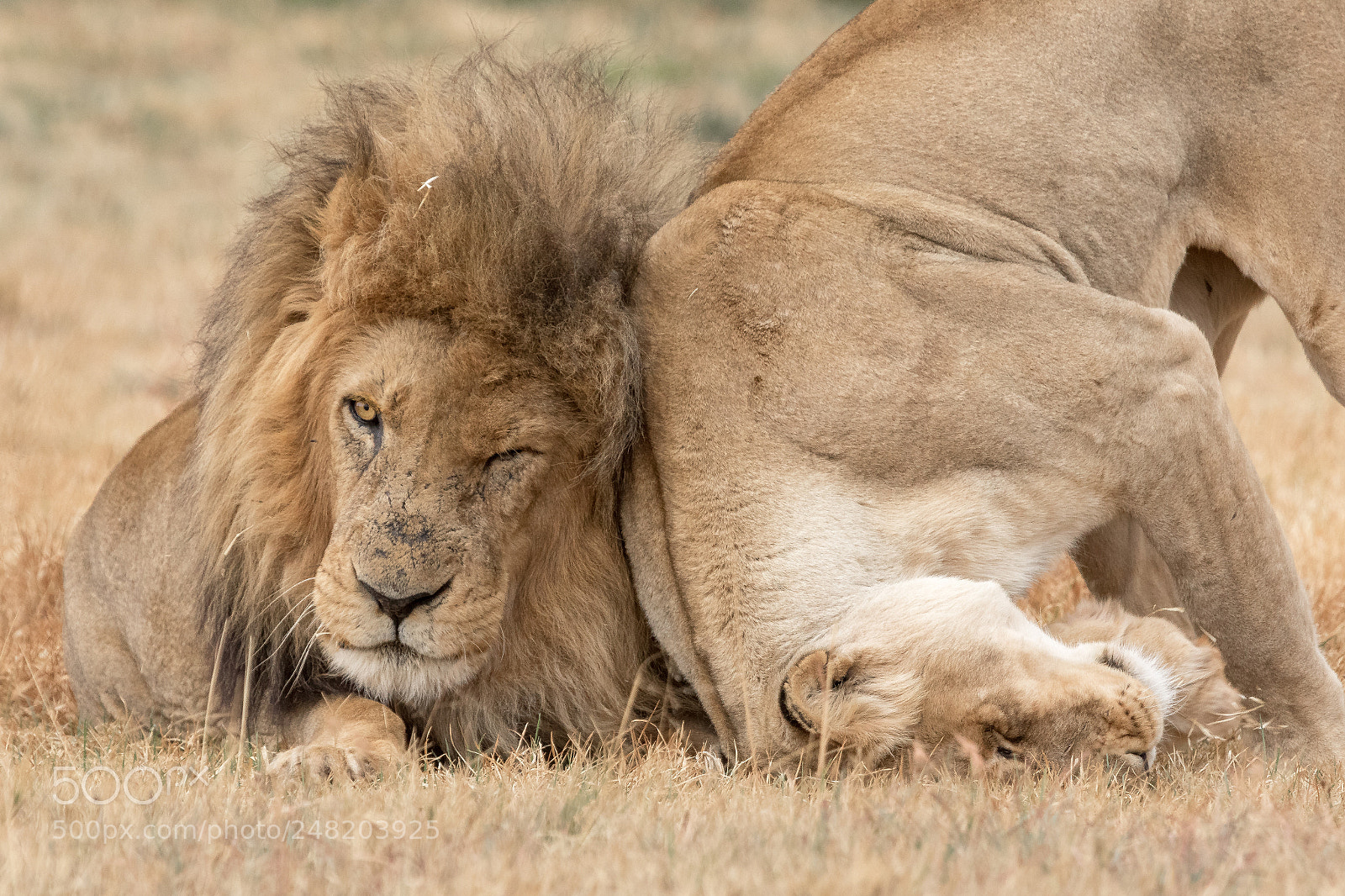 Canon EOS 7D Mark II sample photo. Lion kruger national park photography