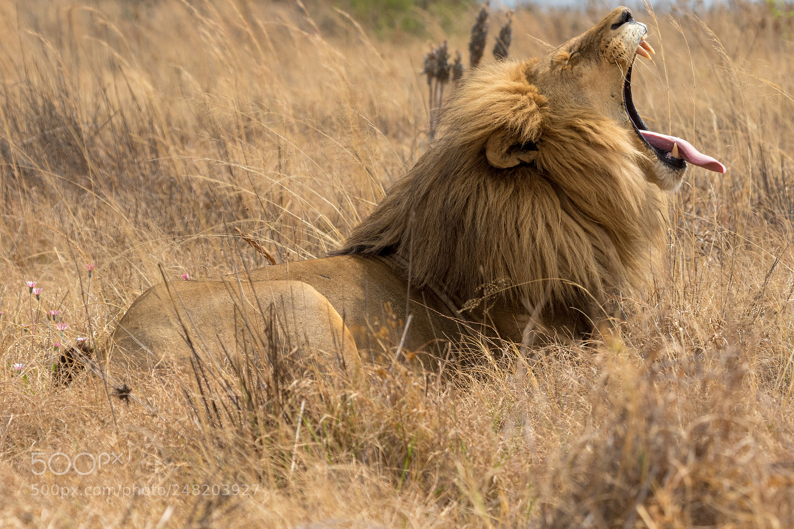 Canon EOS 7D Mark II sample photo. Beautiful lion south africa photography