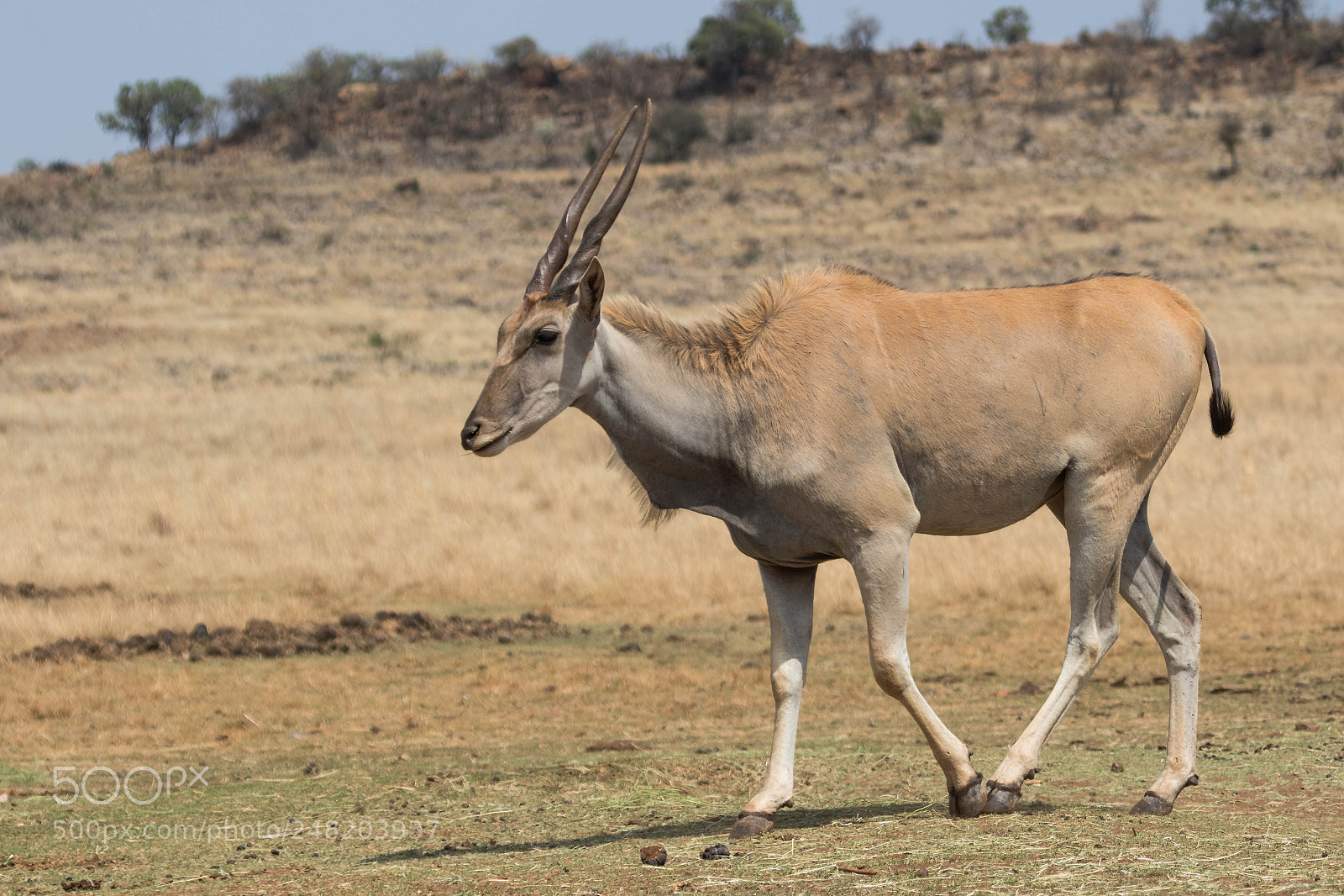 Canon EOS 7D Mark II sample photo. Cape eland south africa photography