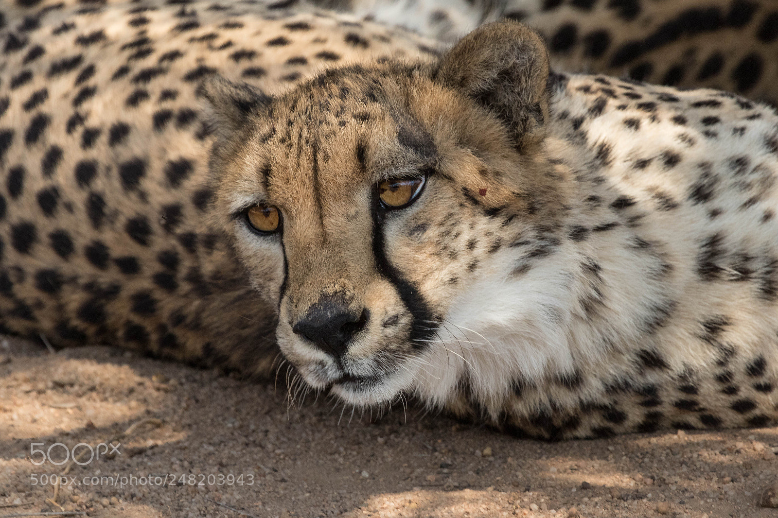 Canon EOS 7D Mark II sample photo. Cheetah close-up kruger national photography