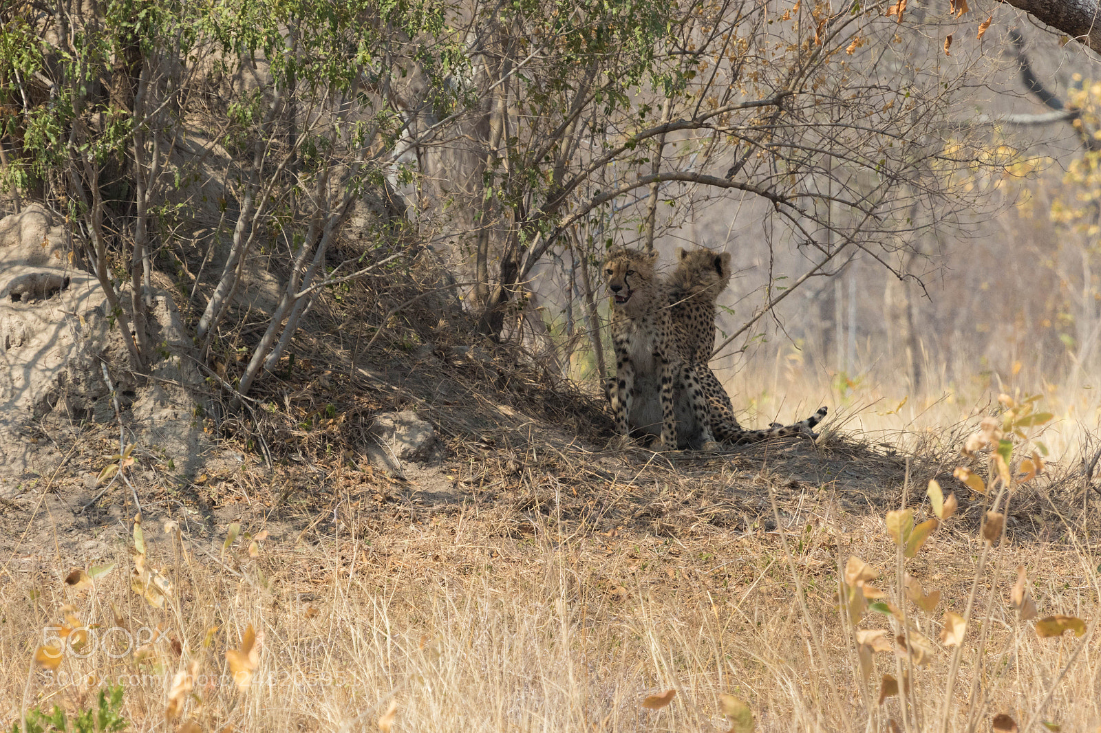 Canon EOS 7D Mark II sample photo. Cheetah having rest under photography