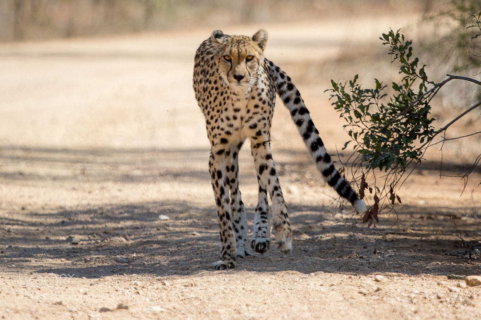 Canon EOS 7D Mark II sample photo. Cheetah kruger national park photography