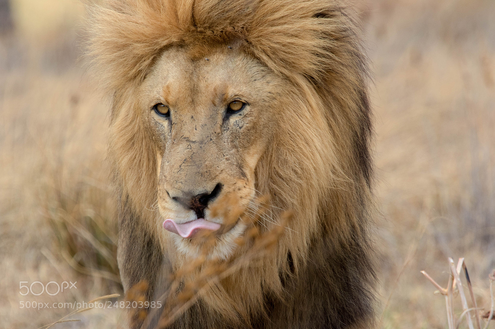 Canon EOS 7D Mark II sample photo. Close up lion photography