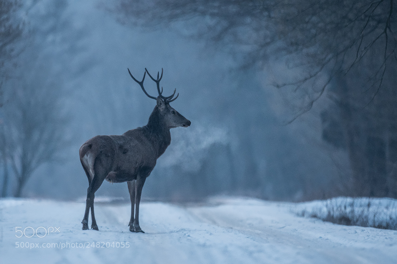 Nikon D500 sample photo. Deer, -20c photography
