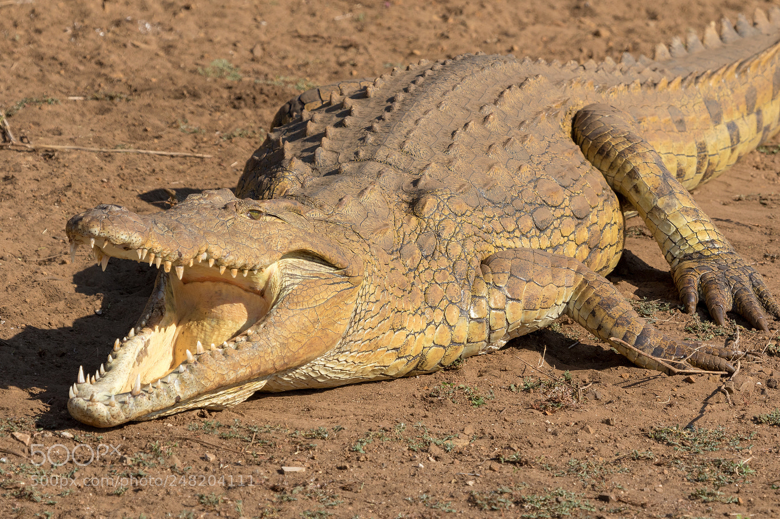 Canon EOS 7D Mark II sample photo. Crocodile kruger national park photography