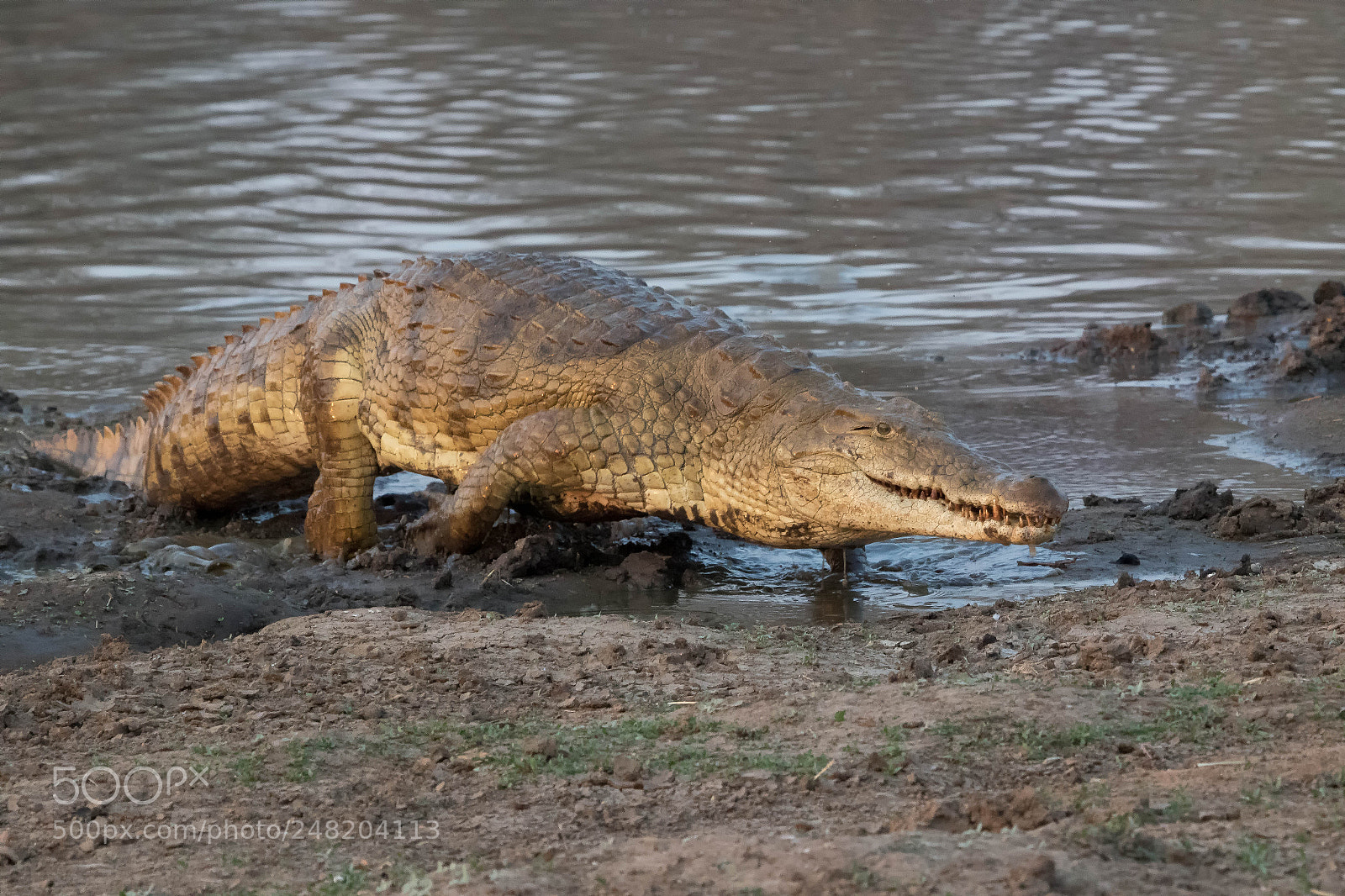 Canon EOS 7D Mark II sample photo. Crocodile kruger national park photography