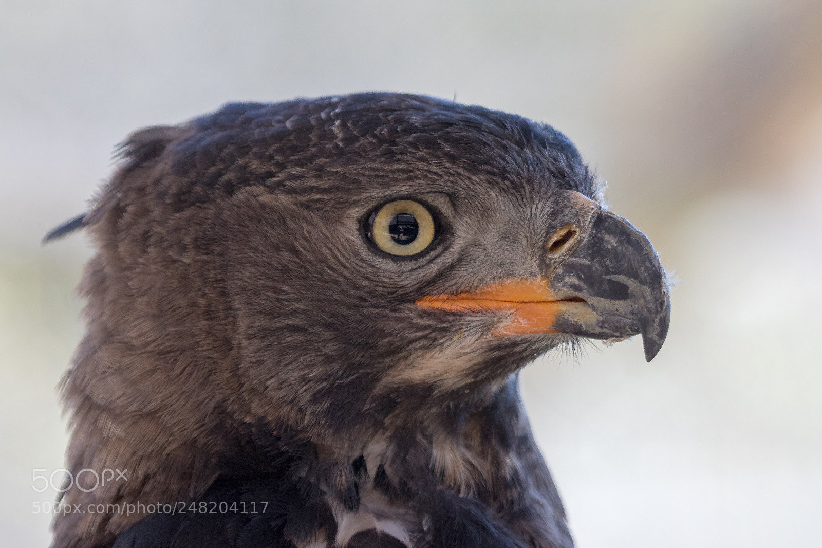 Canon EOS 7D Mark II sample photo. Eagle kruger national park photography