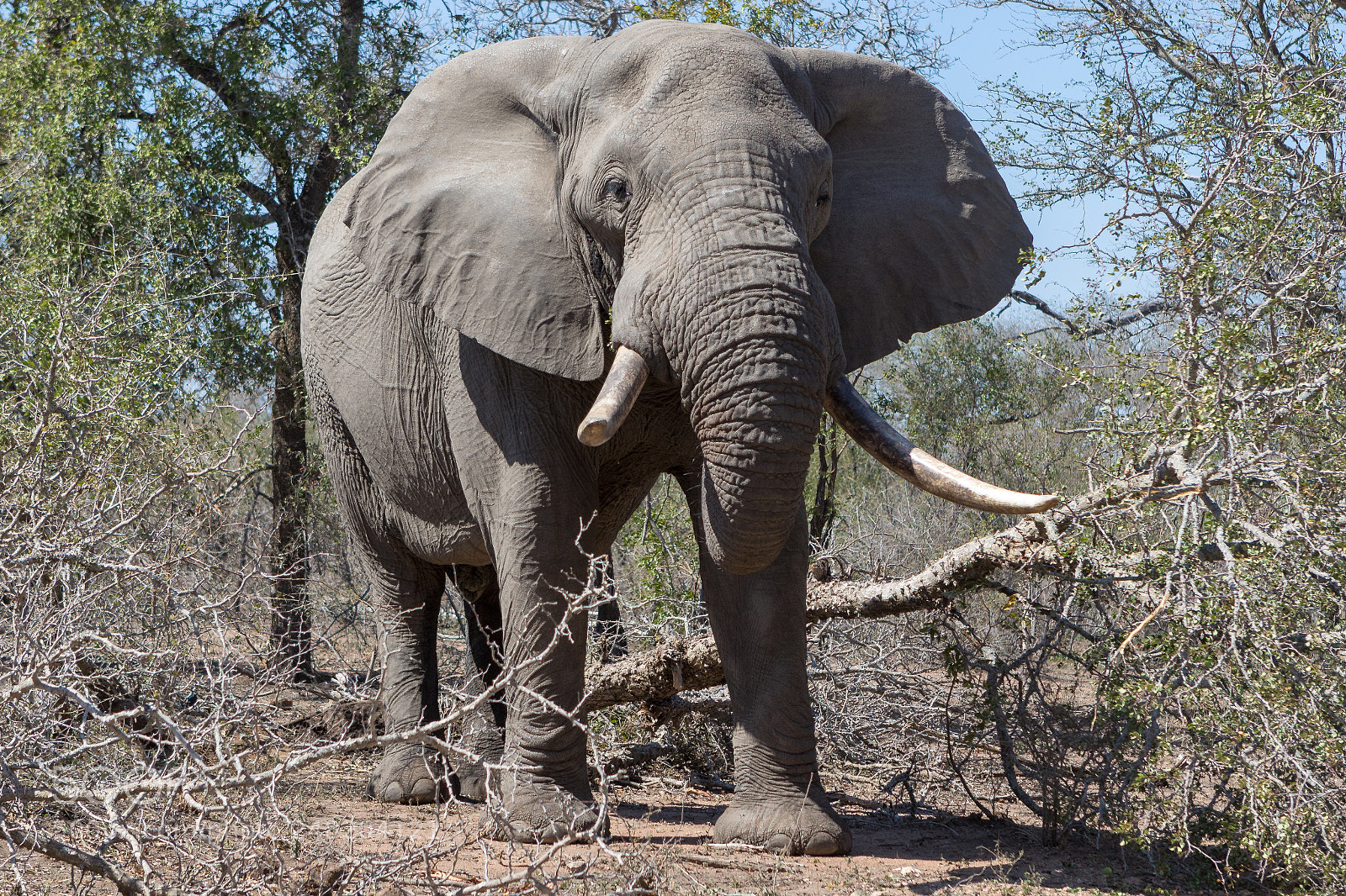 Canon EOS 7D Mark II sample photo. Elephant kruger national park photography