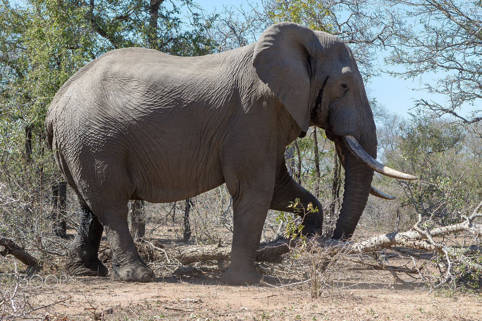 Canon EOS 7D Mark II sample photo. Elephant kruger national park photography
