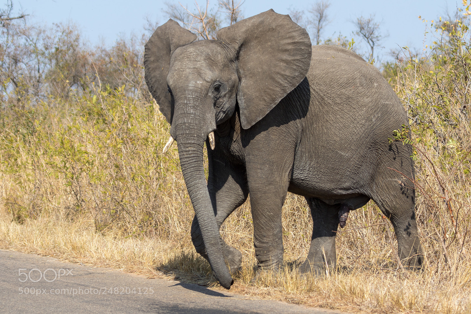 Canon EOS 7D Mark II sample photo. Elephant kruger national park photography