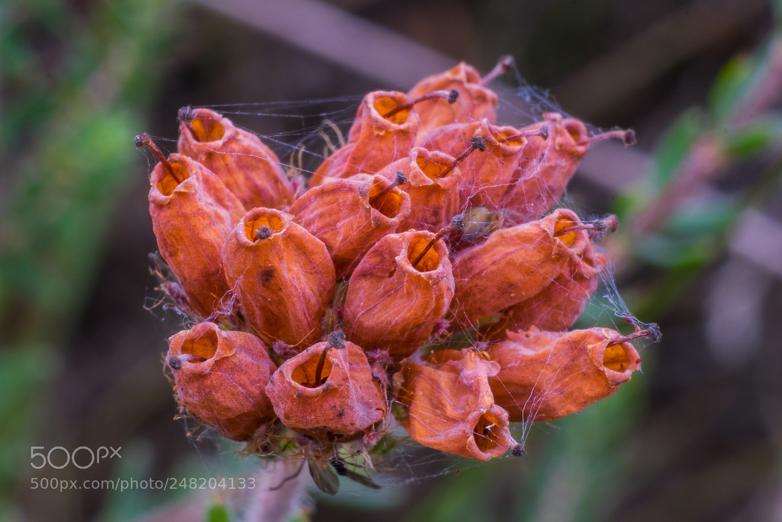 Fujifilm X-T1 sample photo. Glockenheide erica tetralix verbl photography
