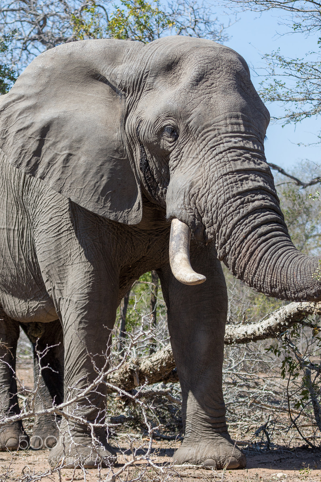 Canon EOS 7D Mark II sample photo. Elephant kruger national park photography