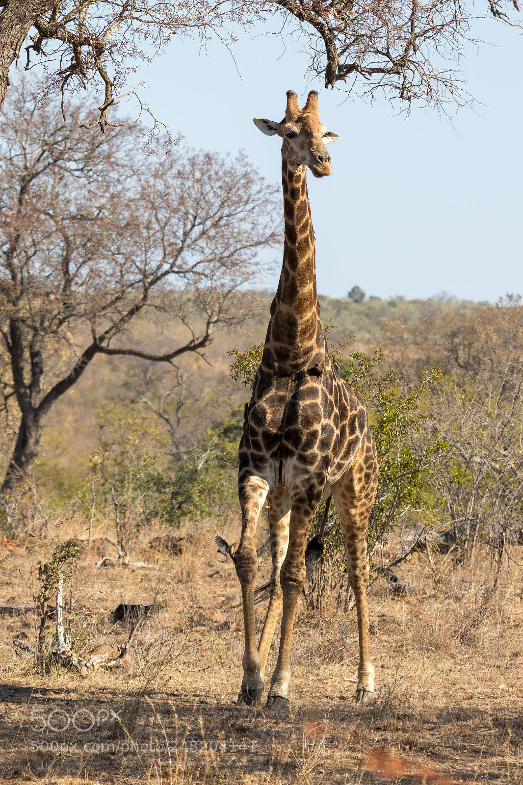 Canon EOS 7D Mark II sample photo. Girafe kruger national park photography