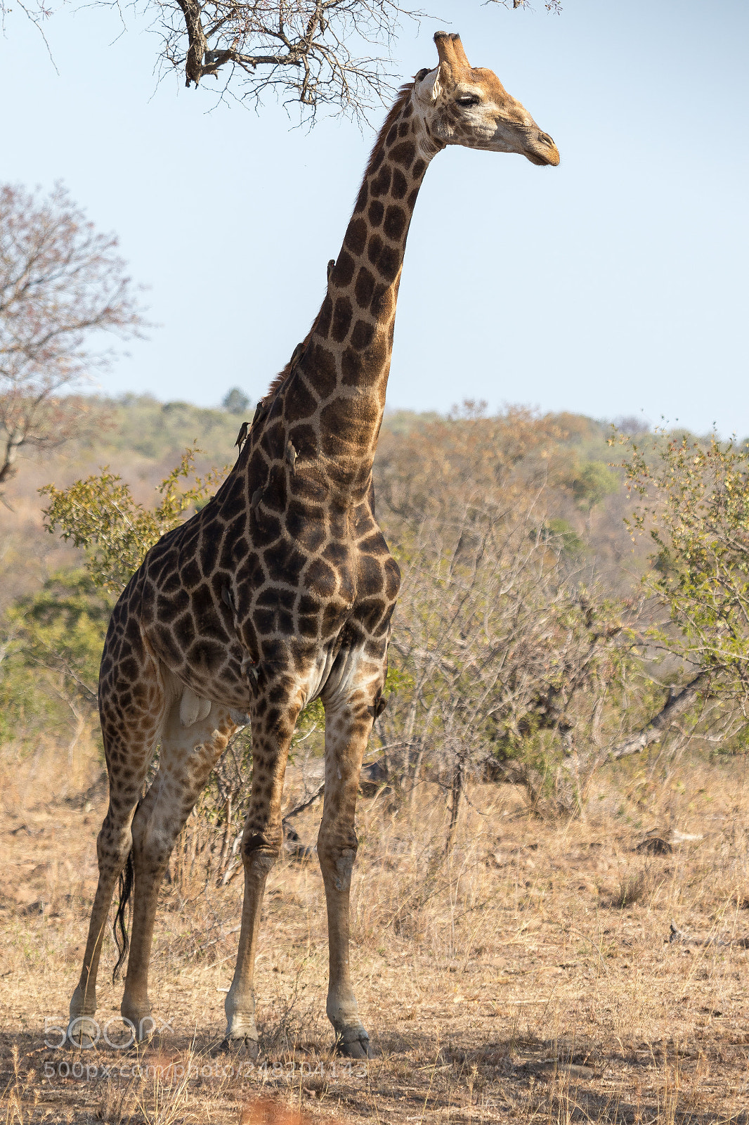 Canon EOS 7D Mark II sample photo. Girafe kruger national park photography