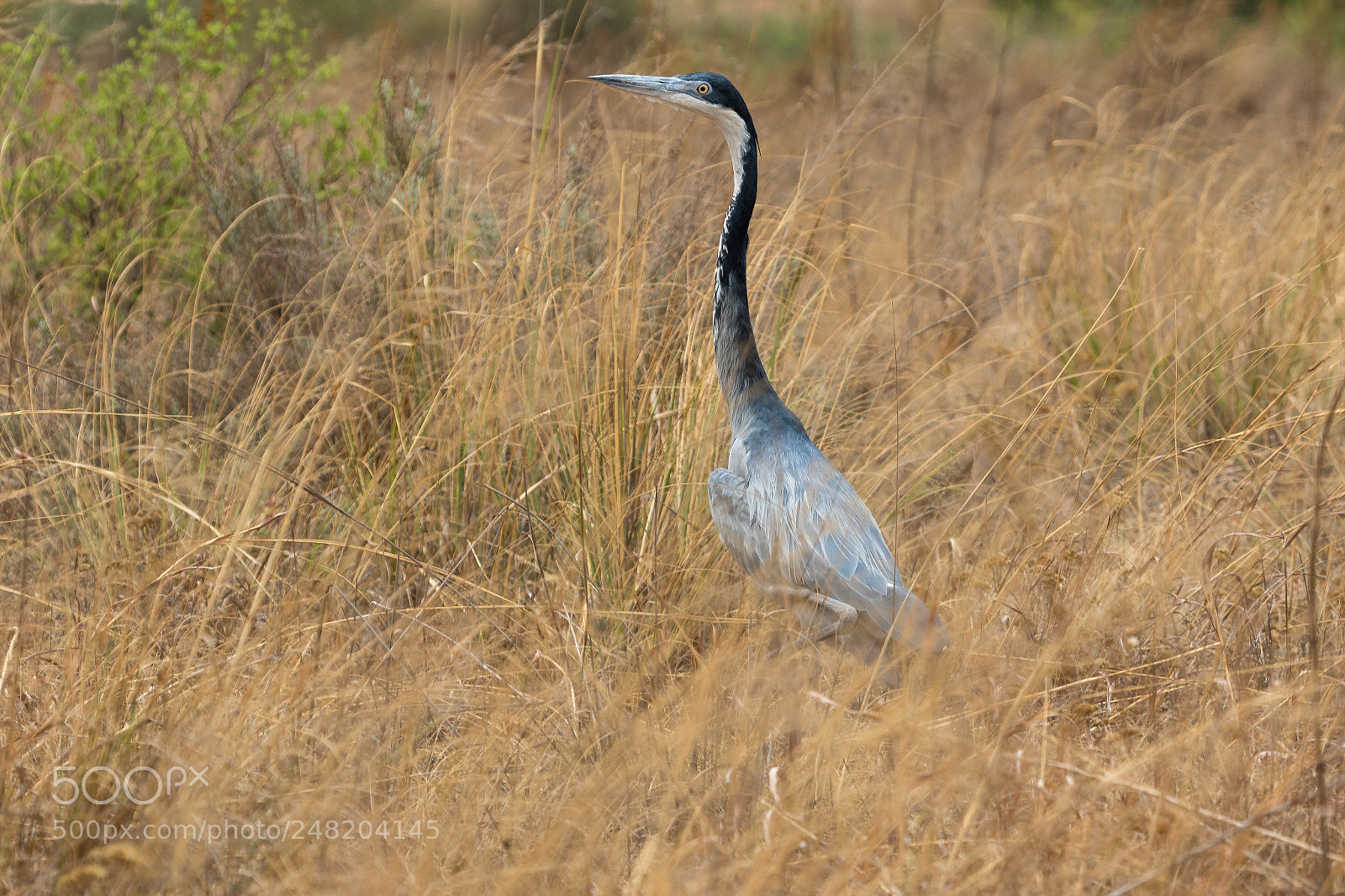 Canon EOS 7D Mark II sample photo. Grey heron south africa photography