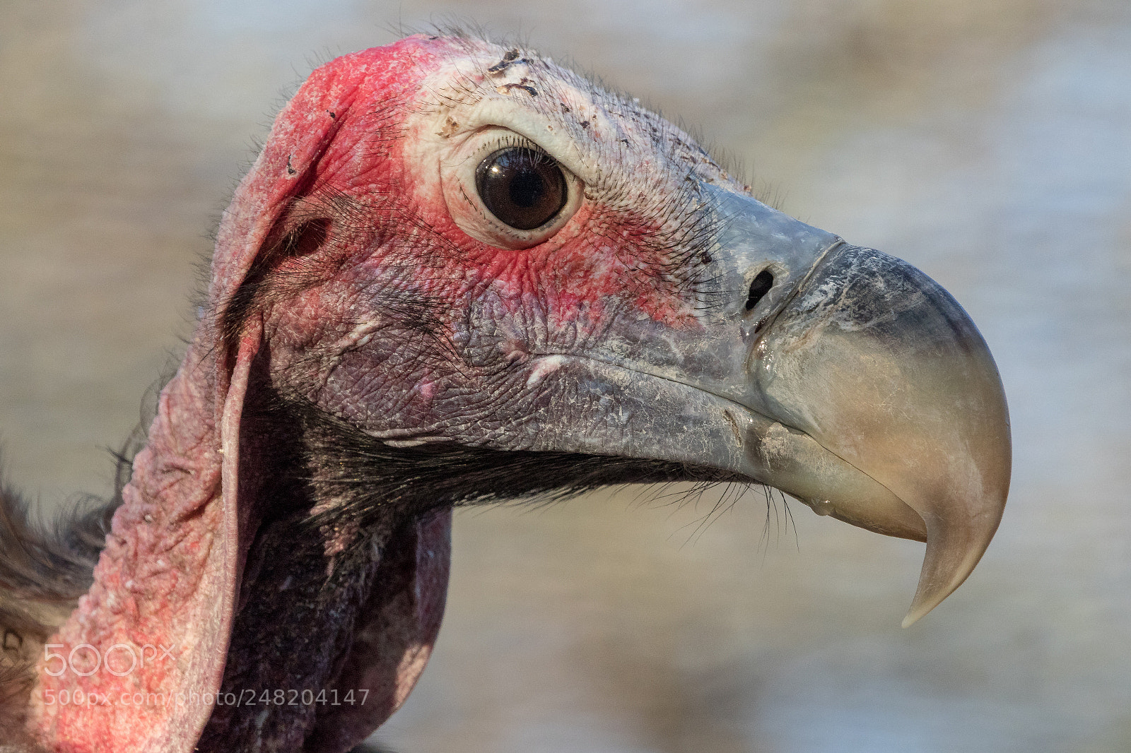 Canon EOS 7D Mark II sample photo. Lapped-face vulture south africa photography