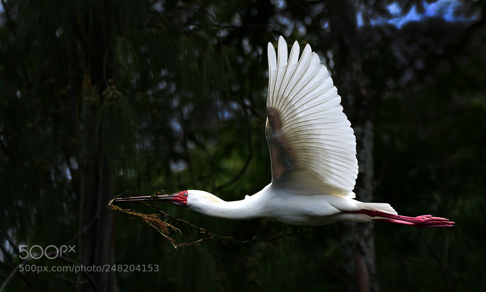 Nikon D500 sample photo. Spoonbill photography