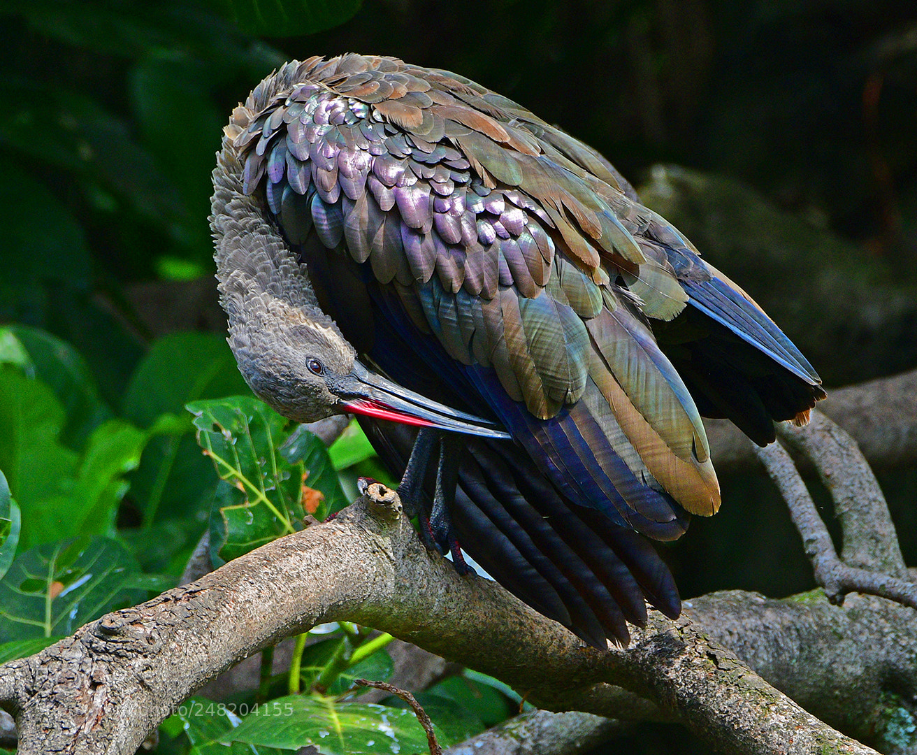 Nikon D500 sample photo. Hadedah preen photography