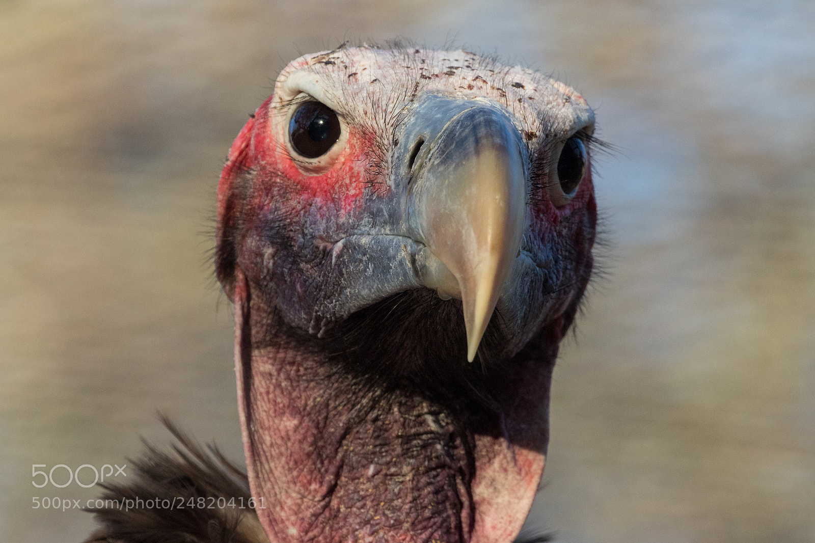 Canon EOS 7D Mark II sample photo. Lapped-face vulture south africa photography