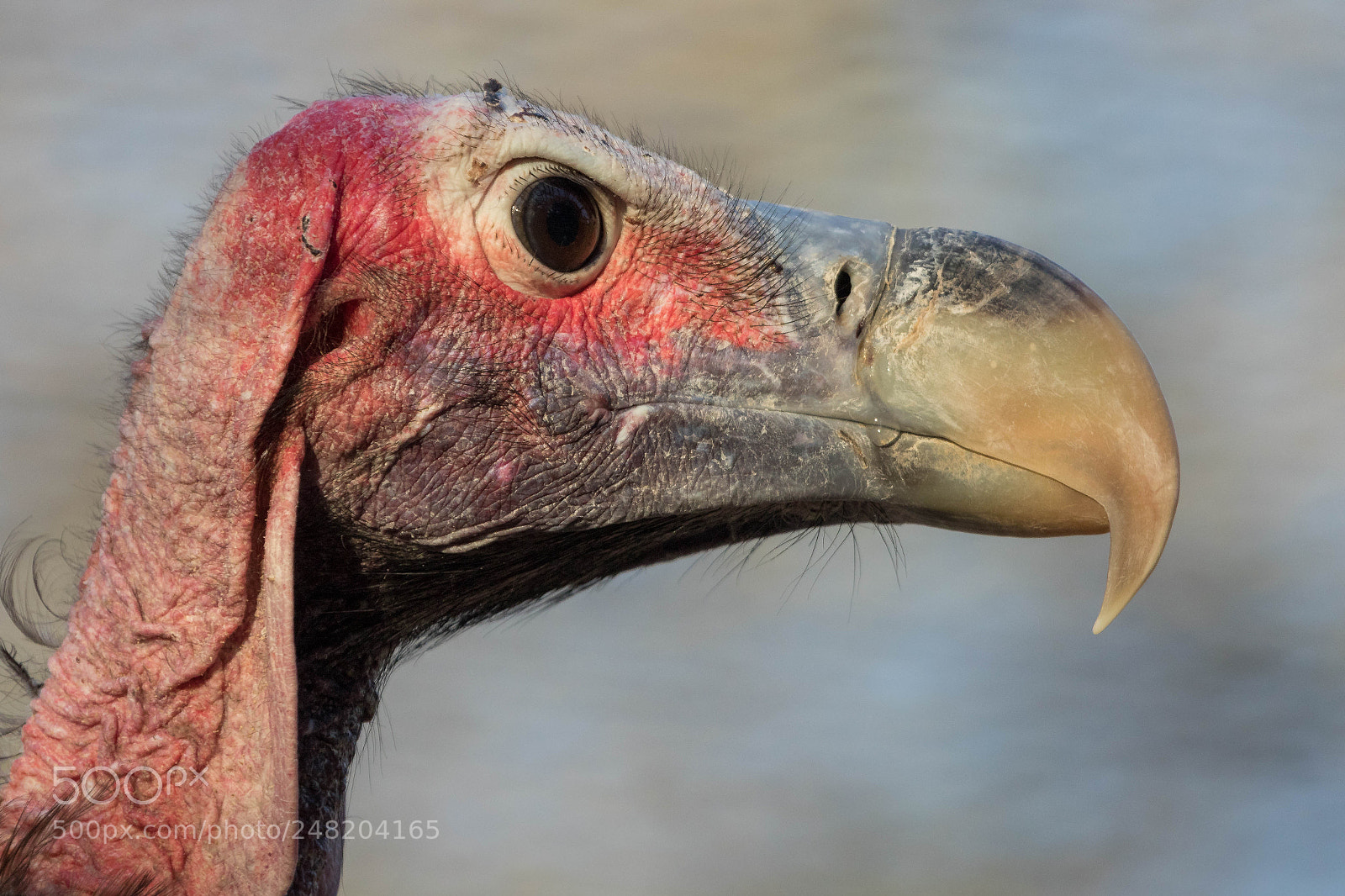 Canon EOS 7D Mark II sample photo. Lappet-faced vulture photography