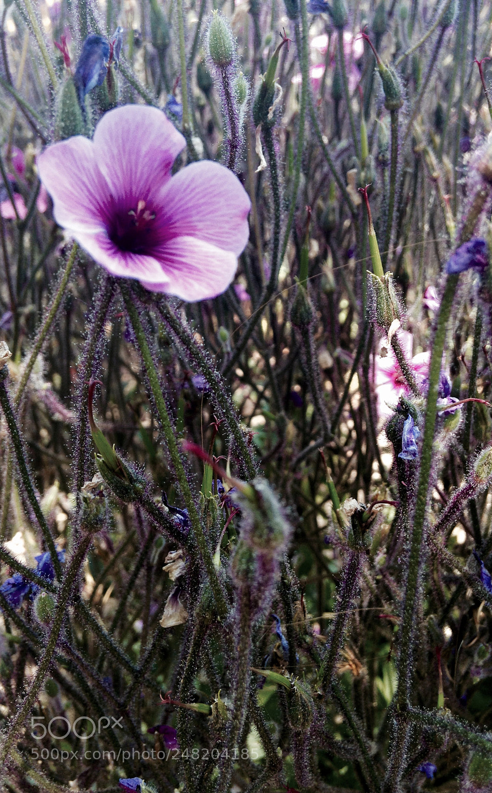 Apple iPhone 5c sample photo. Forbidding beauty photography