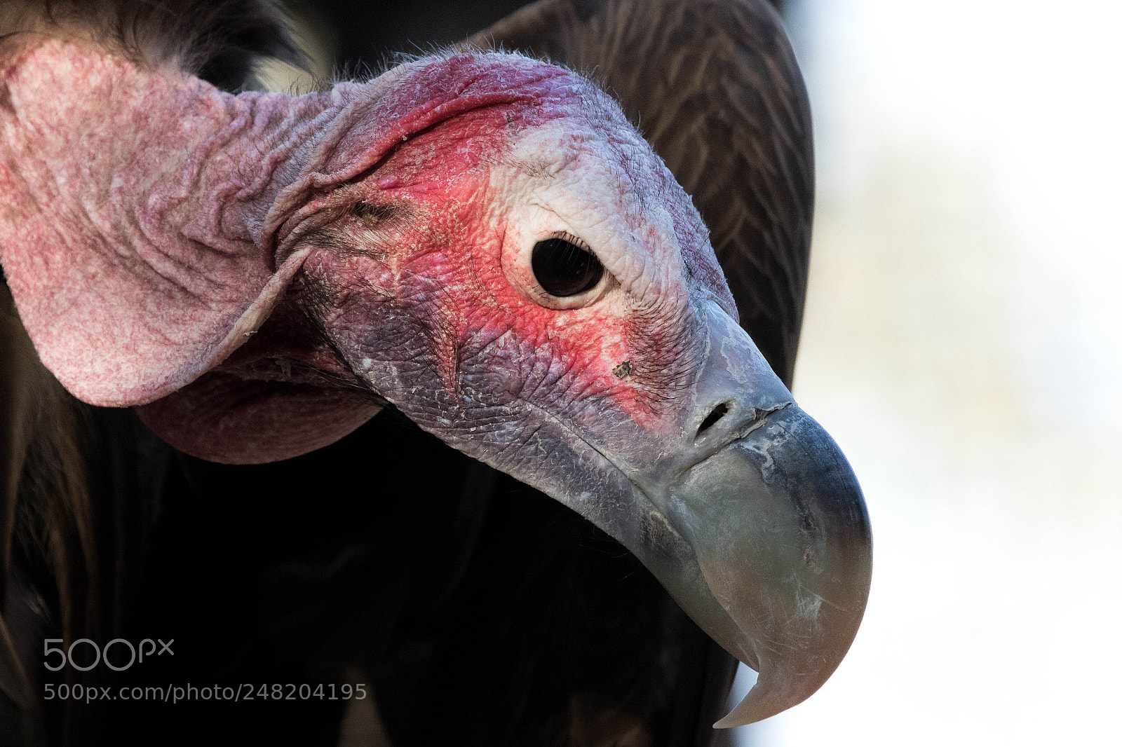 Canon EOS 7D Mark II sample photo. Lappet faced vulture photography