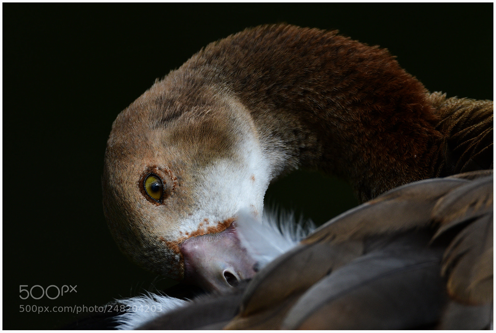Nikon D500 sample photo. Egyptian goose preen photography