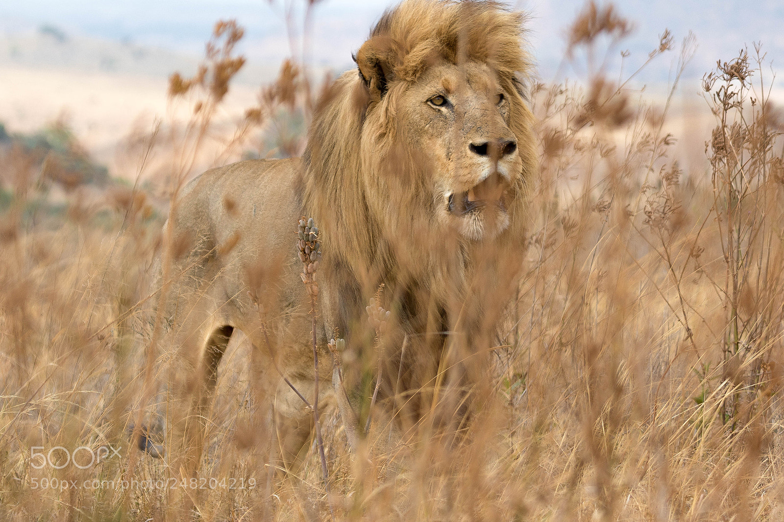 Canon EOS 7D Mark II sample photo. Lion behind grass photography