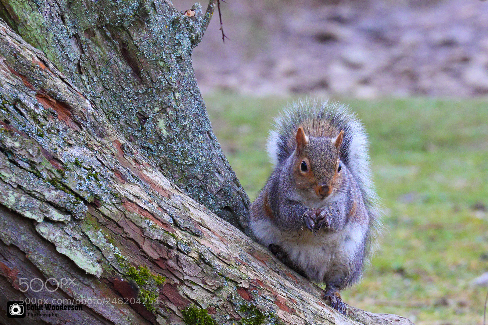 Canon EOS 7D Mark II sample photo. Grey squirrel photography