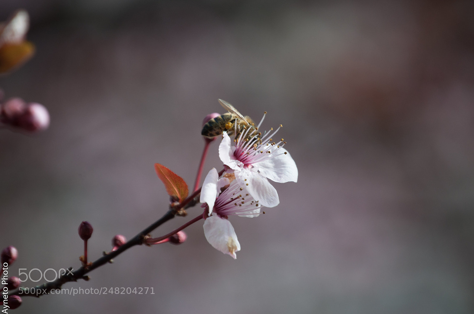 Nikon D5000 sample photo. Primavera photography