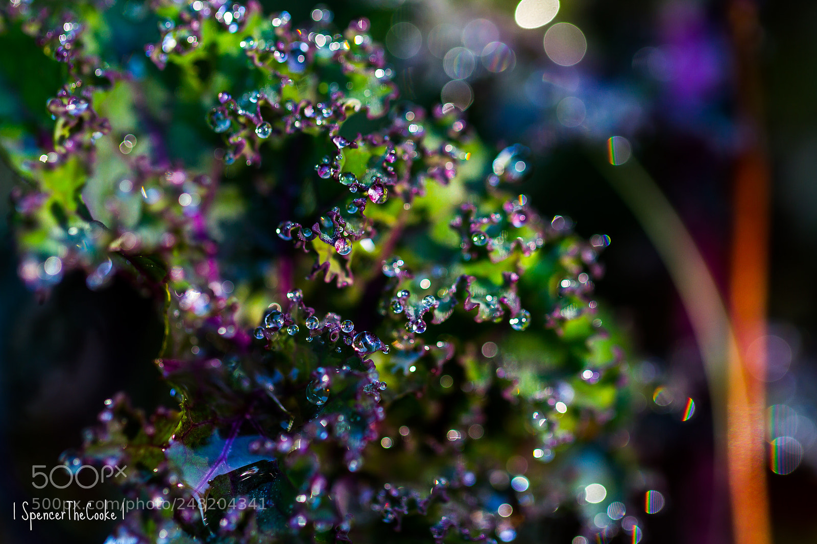 Canon EOS 7D sample photo. Wet bokeh bliss photography