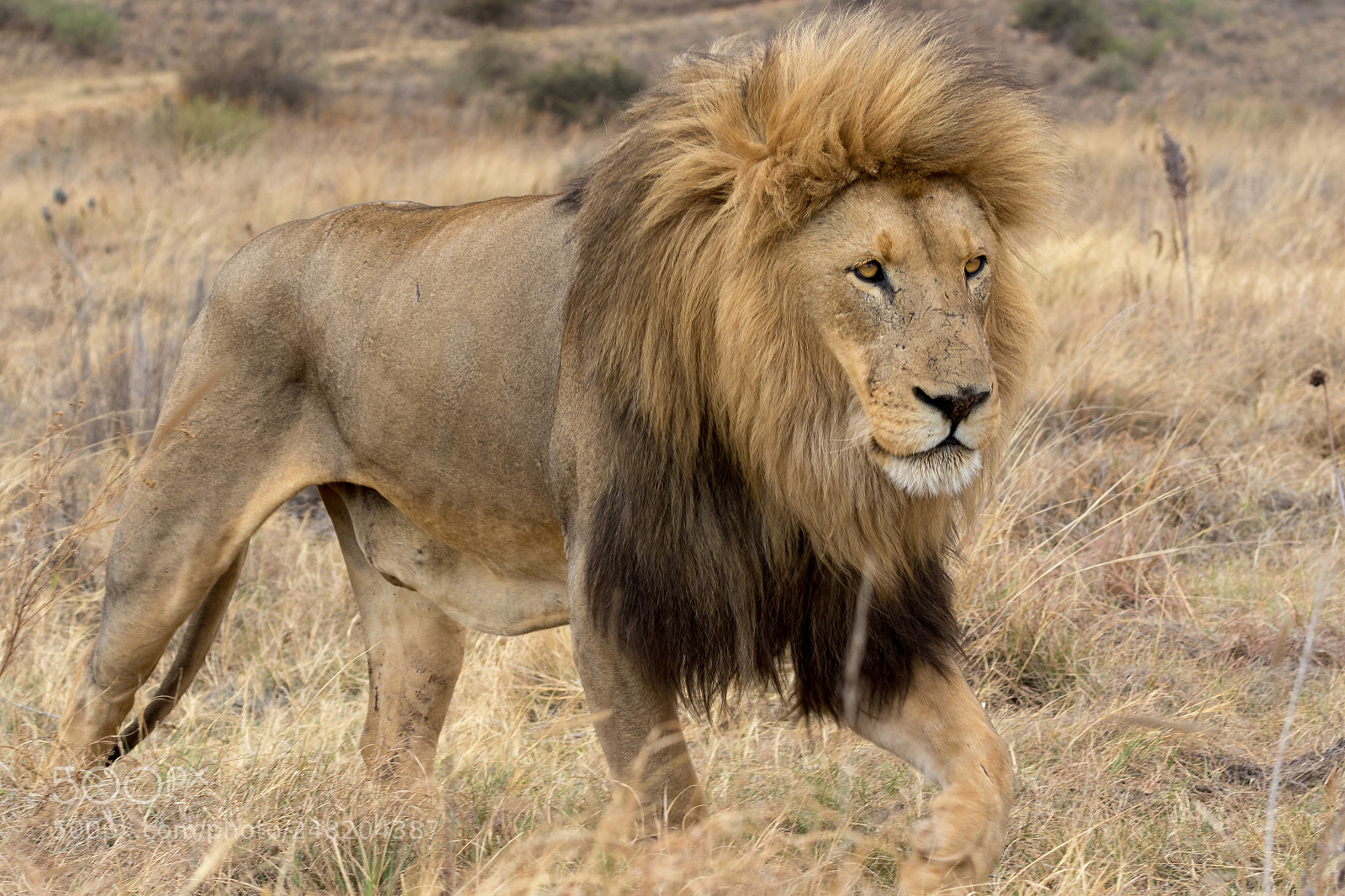 Canon EOS 7D Mark II sample photo. Lion kruger national park photography