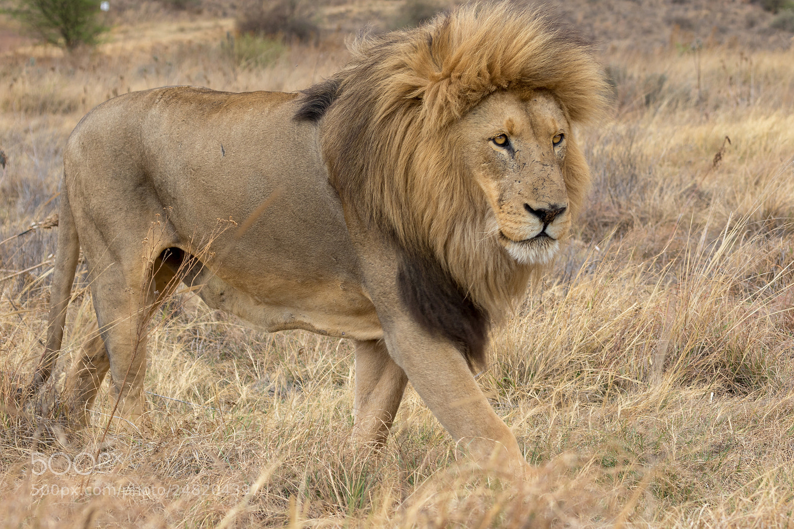 Canon EOS 7D Mark II sample photo. Lion kruger national park photography