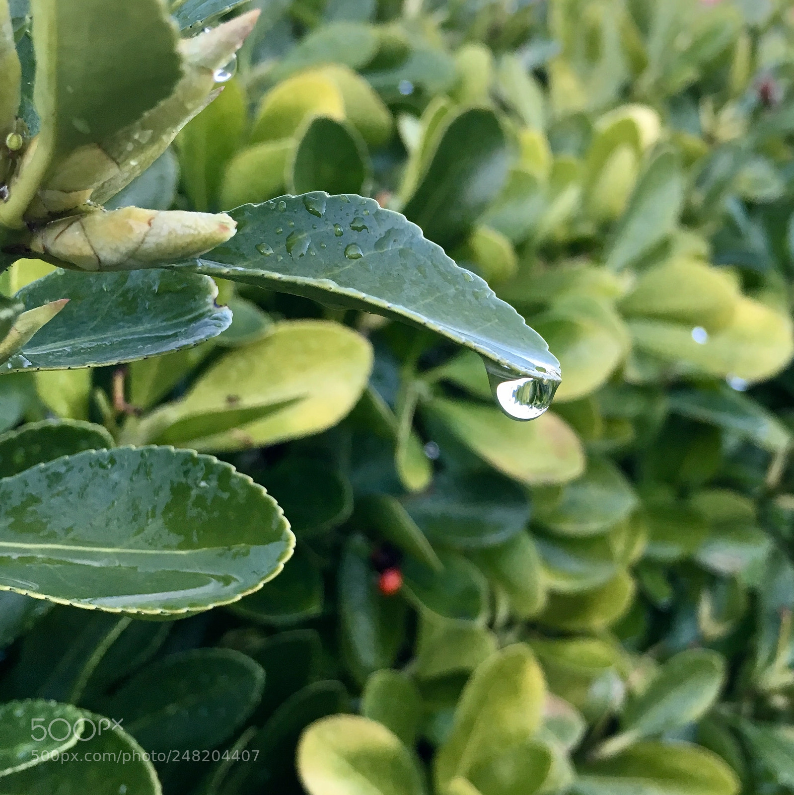 Apple iPhone 6s sample photo. After the rain photography