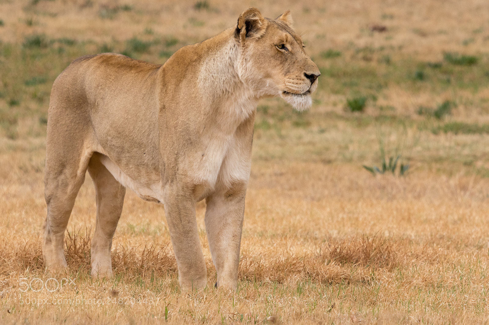 Canon EOS 7D Mark II sample photo. Lioness kruger national park photography