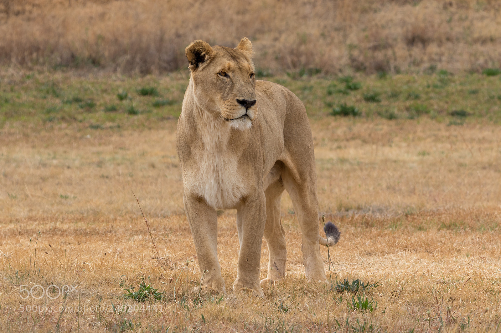 Canon EOS 7D Mark II sample photo. Lion kruger national park photography