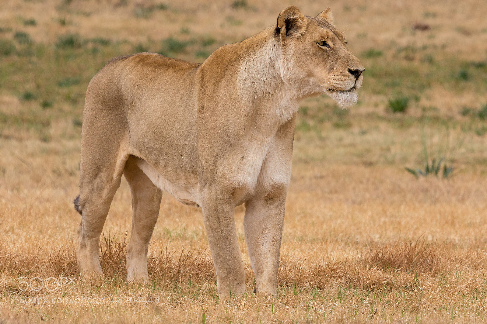 Canon EOS 7D Mark II sample photo. Lioness kruger national park photography