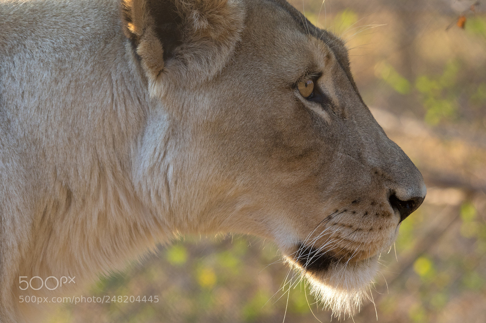 Canon EOS 7D Mark II sample photo. Lioness kruger national park photography