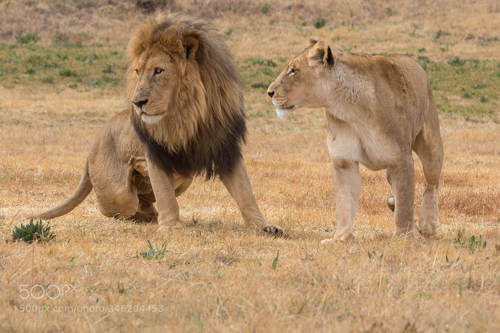 Canon EOS 7D Mark II sample photo. Male and female lion photography
