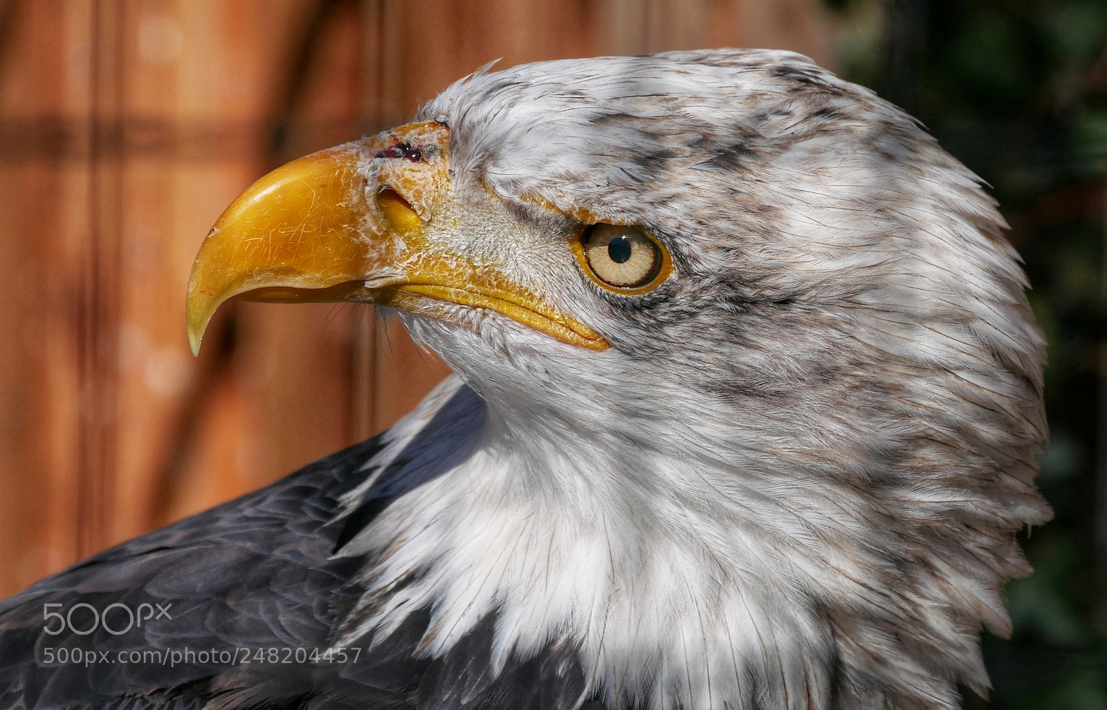 Panasonic DMC-G70 sample photo. Eagle photography