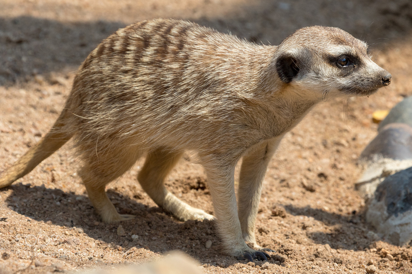 Canon EOS 7D Mark II sample photo. Meerkats kgalagadi transfrontier park photography