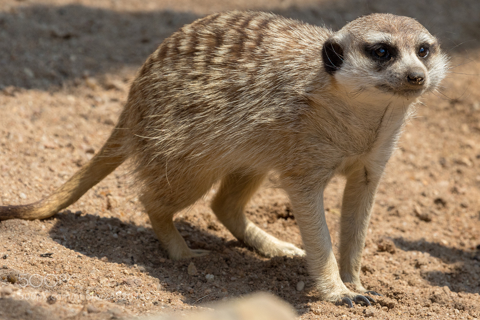 Canon EOS 7D Mark II sample photo. Meerkats kgalagadi transfrontier park photography
