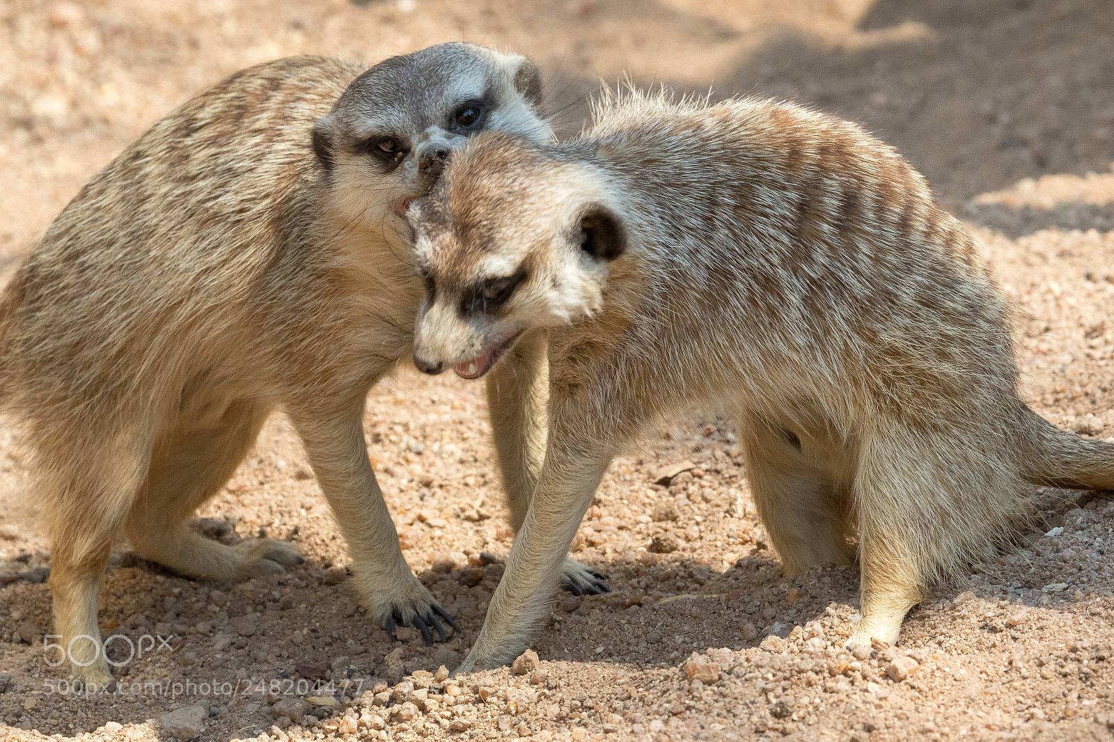 Canon EOS 7D Mark II sample photo. Meerkats kgalagadi transfrontier park photography