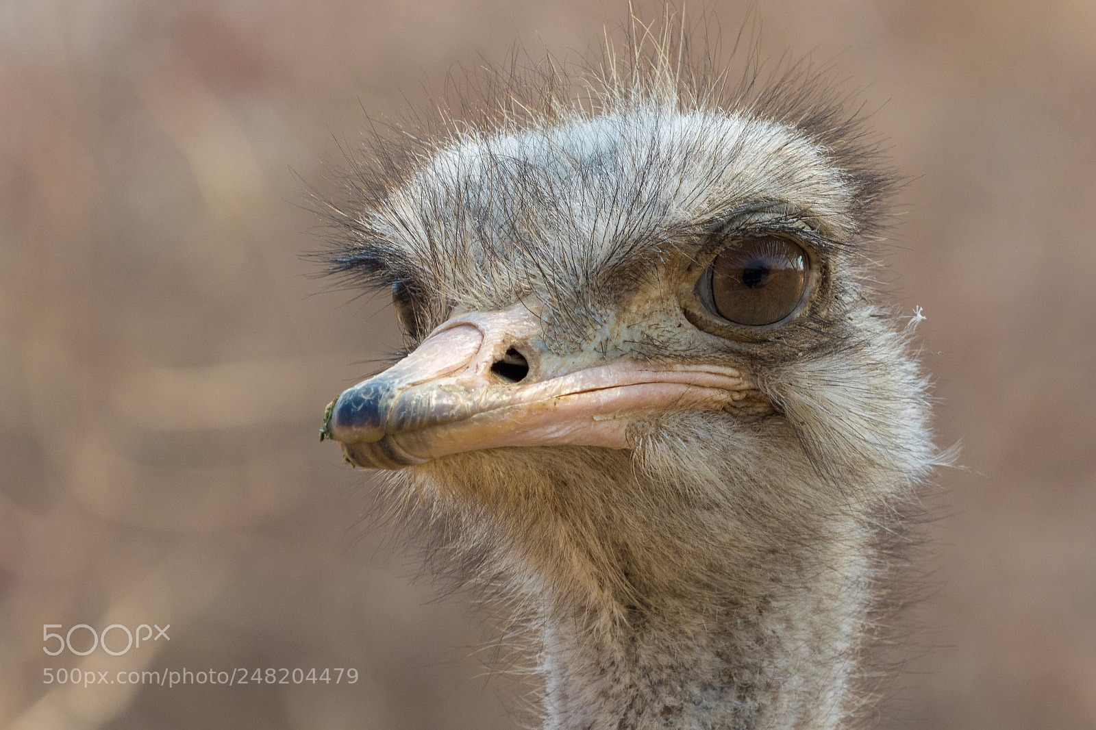 Canon EOS 7D Mark II sample photo. Ostrich etosha national park photography