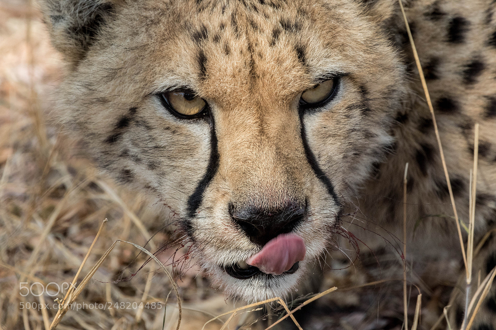 Canon EOS 7D Mark II sample photo. Portrait of a cheetah photography