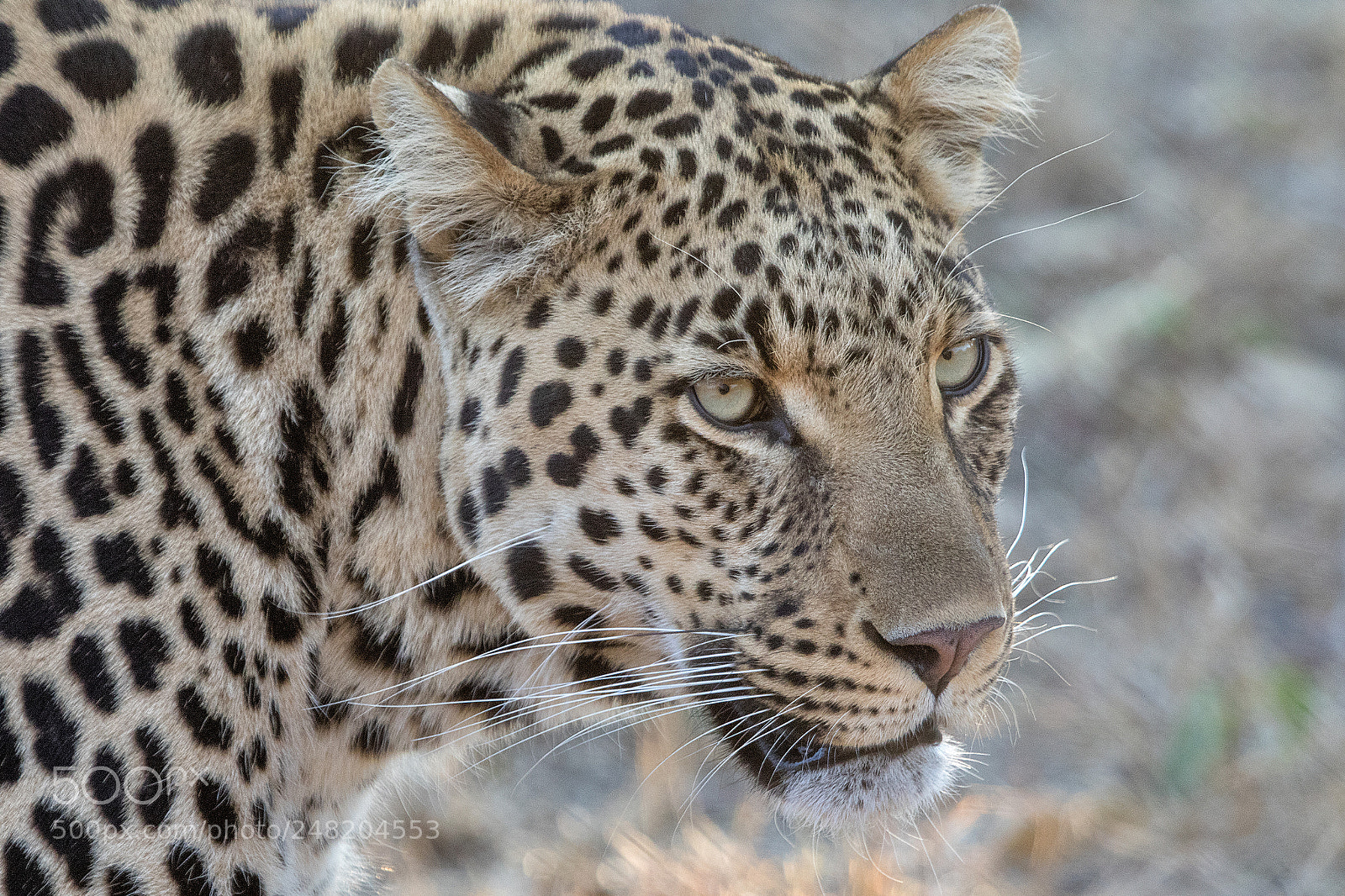 Canon EOS 7D Mark II sample photo. Portrait of a leopard photography
