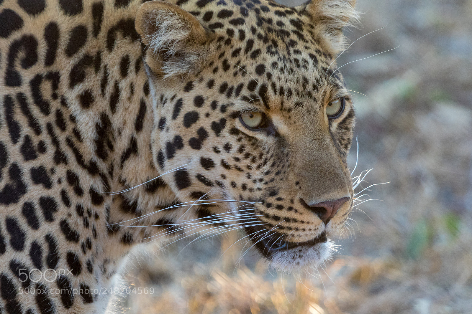 Canon EOS 7D Mark II sample photo. Portrait of a leopard photography
