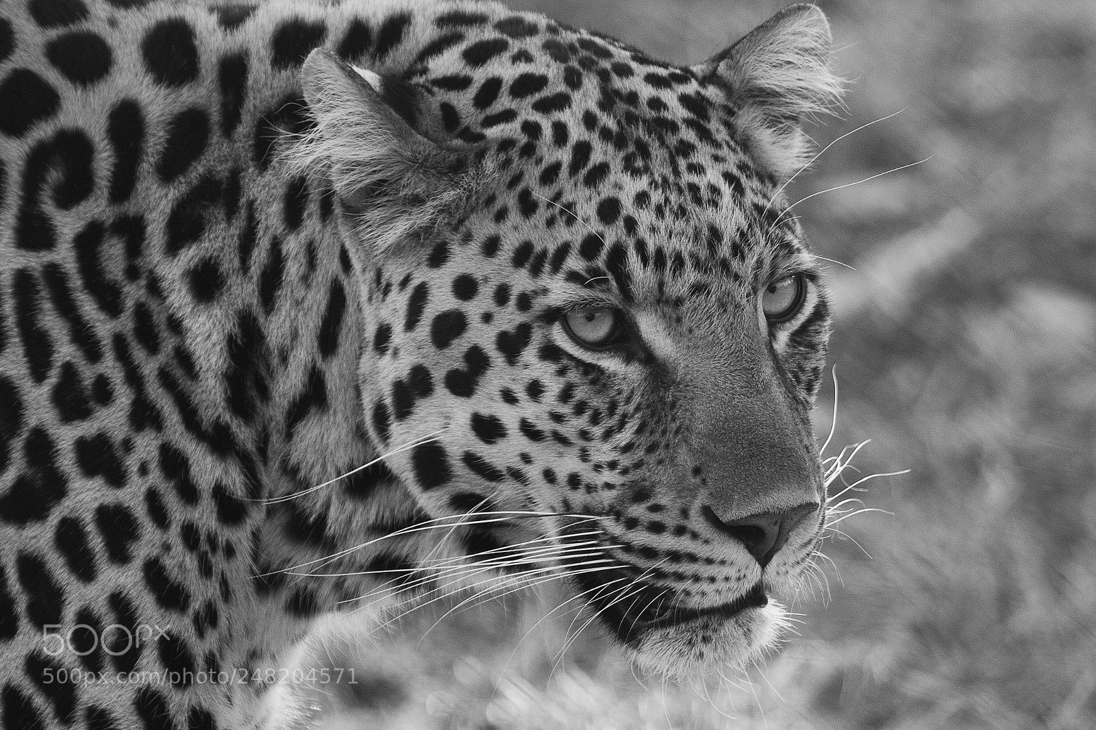 Canon EOS 7D Mark II sample photo. Portrait of a leopard photography