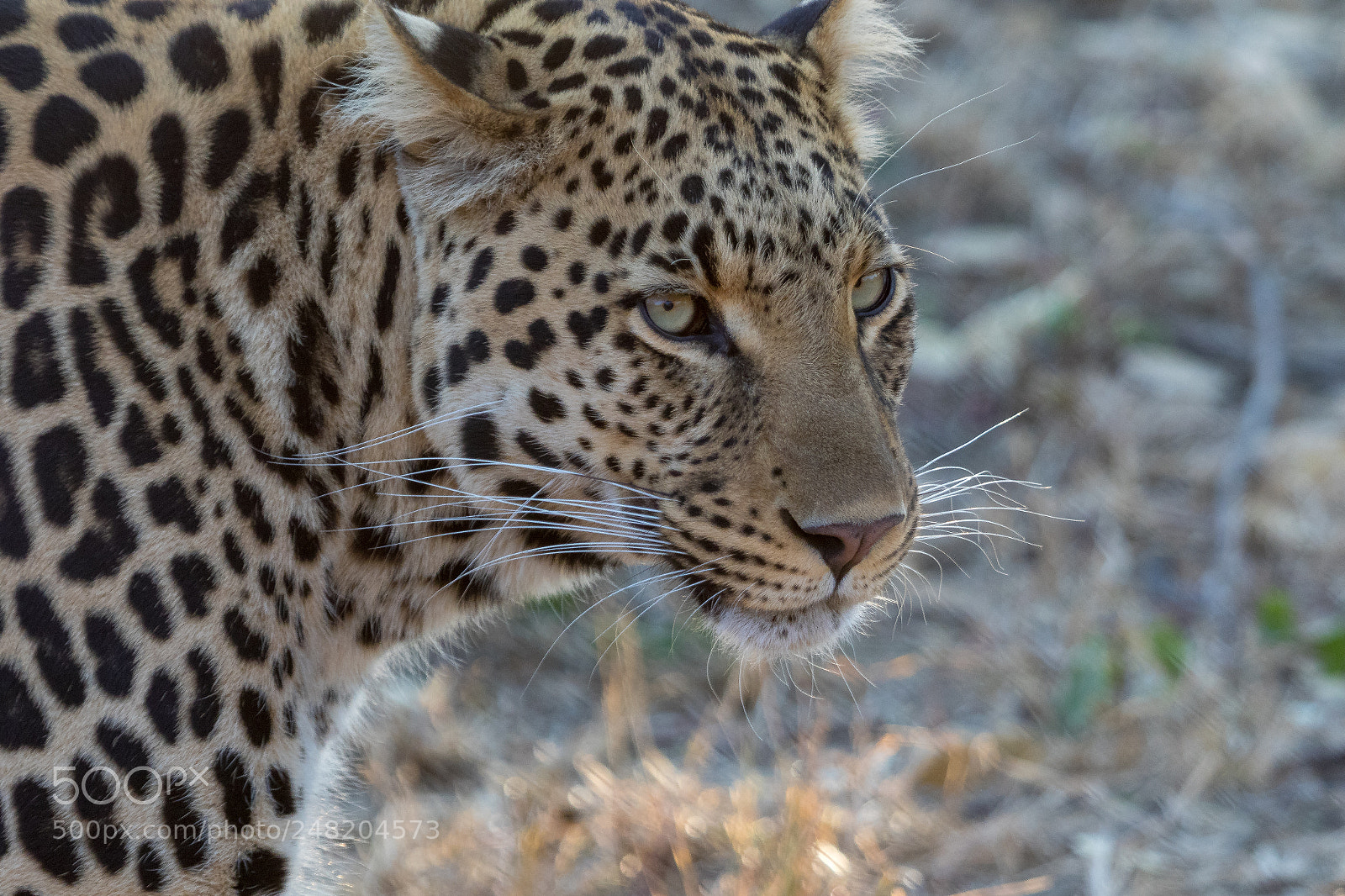 Canon EOS 7D Mark II sample photo. Portrait of a leopard photography