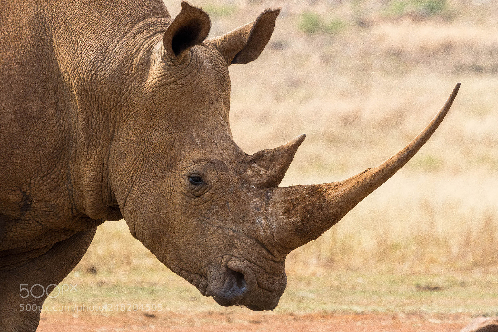 Canon EOS 7D Mark II sample photo. Portrait of a rhino photography